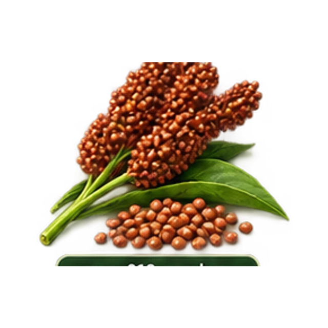 Sorghum guide illustration