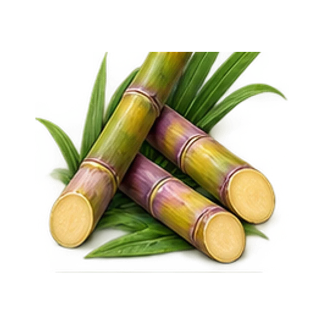 Sugarcane guide illustration